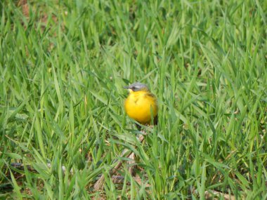 Sarı kuyruksallayan çim (Minsk bölgesi, Beyaz Rusya)