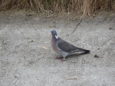 Ahşap güvercin kenarı (Minsk, Beyaz Rusya)