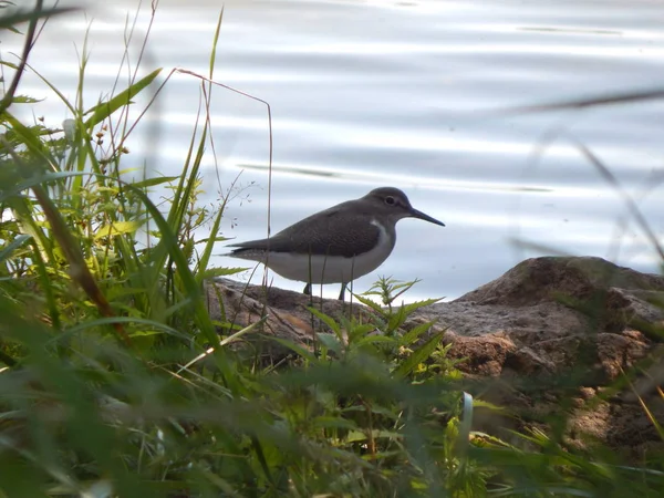 Bécasseau Commun Près Eau Minsk Bélarus — Photo