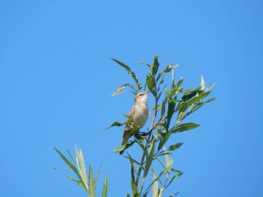 Kındıra kamışçını (Belarus ağacının üst. Minsk bölge)