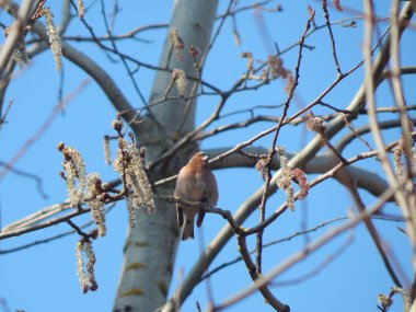 İspinoz dalı (Beyaz Rusya. Minsk bölge)