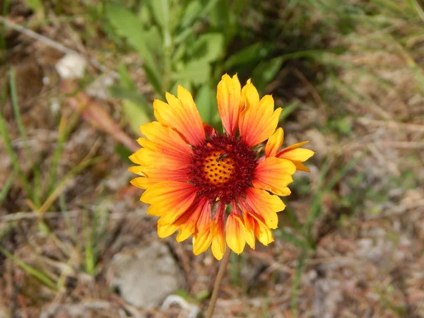 Insekt Auf Gelber Blume — Stockfoto