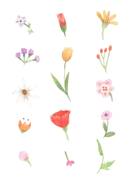 Στοιχείο Της Υδατογραφίας Λουλούδια Φύλλα Βοτανικό Έννοια Ζωγραφική Λευκό Φόντο — Φωτογραφία Αρχείου