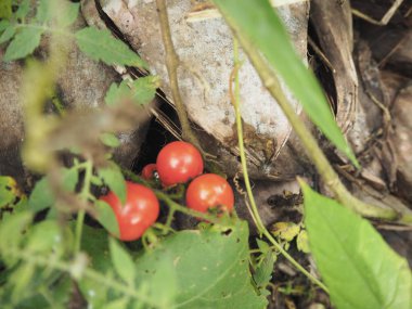 Olgun kırmızı domates asma Bahçe üzerinde asılı.