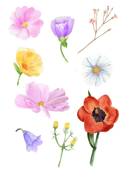 Element Akwarela Kwiatów Koncepcja Botaniczne Dla Twojej Wyjątkowej Dekoracji Karty — Zdjęcie stockowe