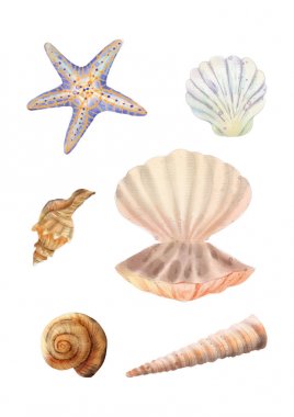 Deniz kabuğu unsuru. Yaz konsepti. Kart, etiket ile benzersiz dekorasyon için. Kırpma yolu dahil.