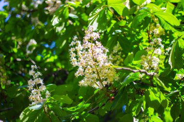 Eflatun çiçekler dallar genel bir parkta