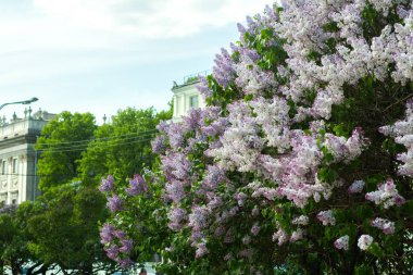 Eflatun çiçekler dallar genel bir parkta