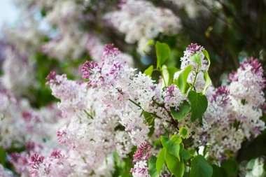 Eflatun çiçekler dallar genel bir parkta