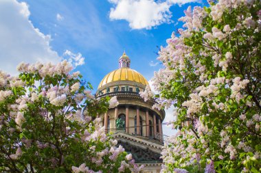 Saint Isaac's Katedrali, leylak ve elma ağaçlarının çiçek (Isaakievskiy Sobor)