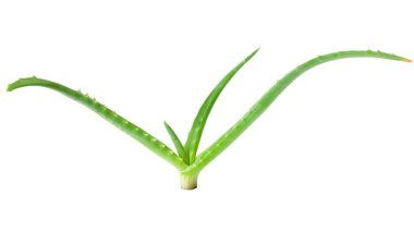 Aloe Vera beyaz bir arka planda izole edildi