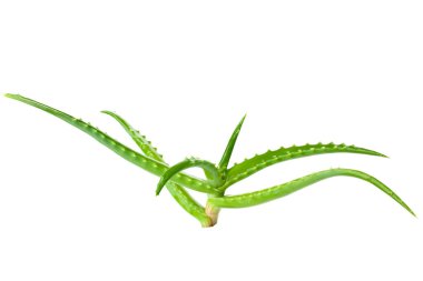 Aloe Vera beyaz bir arka planda izole edildi