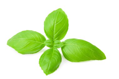 Fesleğen yaprağı beyaz arkaplanda izole