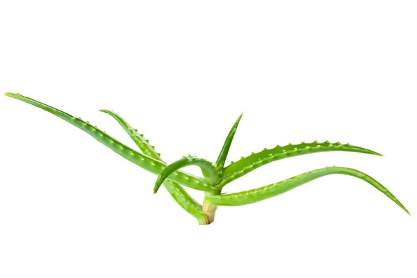 Aloe Vera Isoliert Auf Weißem Hintergrund — Stockfoto