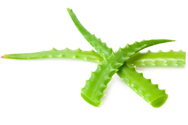 Aloe Vera Isolé Sur Fond Blanc — Photo