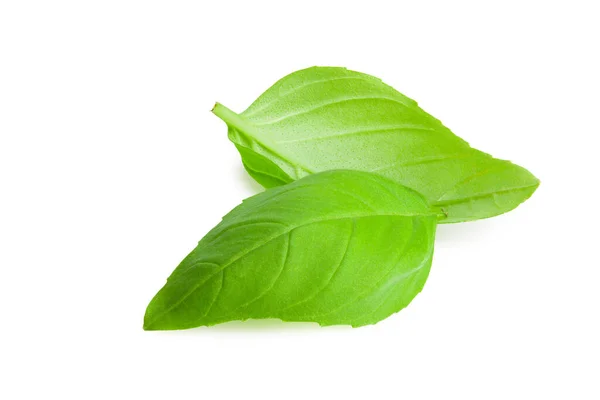 Basil Leaf Isolated White Background — Stock Photo, Image