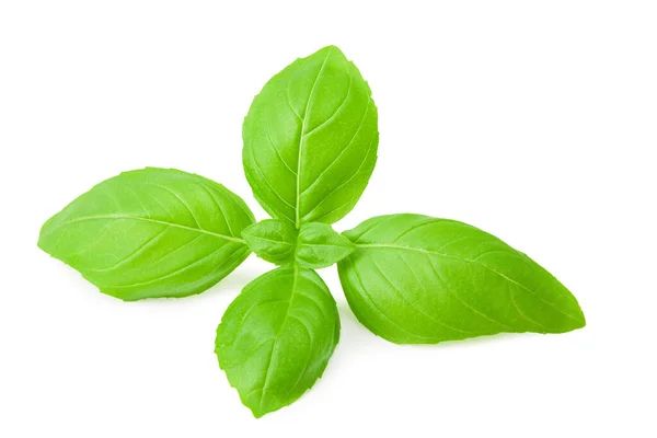 Basil Leaf Isolated White Background — Stock Photo, Image