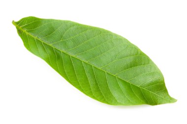 Beyaz arka planda izole edilmiş yeşil bir ceviz yaprağı.