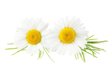 Beyaz arka planda yeşil yapraklı papatya çayı. papatya çiçeği.