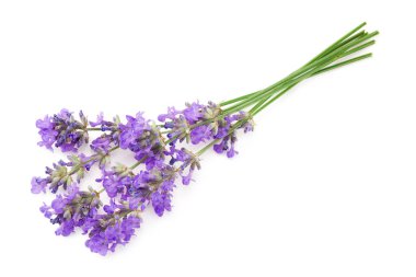 Beyaz arkaplanda yalıtılmış lavanta çiçekleri