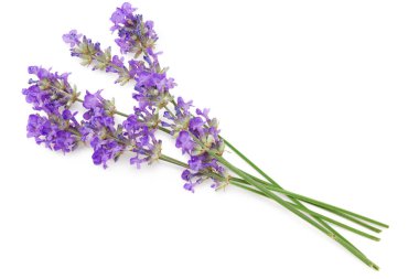 Beyaz arkaplanda yalıtılmış lavanta çiçekleri