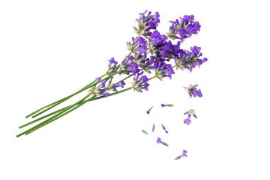 Beyaz arkaplanda yalıtılmış lavanta çiçekleri