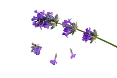 Beyaz arkaplanda yalıtılmış lavanta çiçekleri