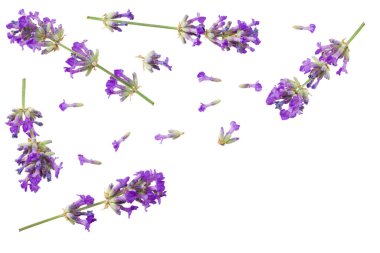 Beyaz arka planda lavanta çiçekleri var. en üstteki görünüm