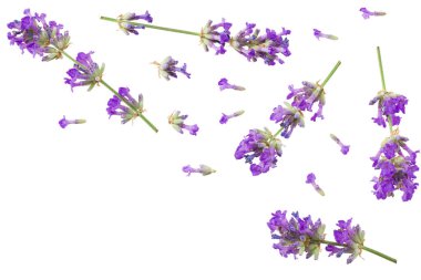 Beyaz arka planda lavanta çiçekleri var. en üstteki görünüm