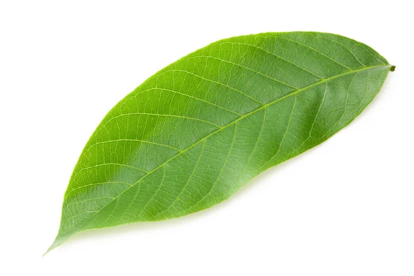 One Green Leaf Walnut Isolated White Background — Stock Photo, Image