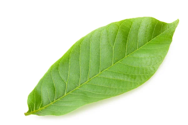 One Green Leaf Walnut Isolated White Background — Stock Photo, Image