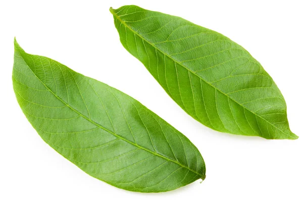 Green Walnut Leaves Isolated White Background Top View — Stock Photo, Image