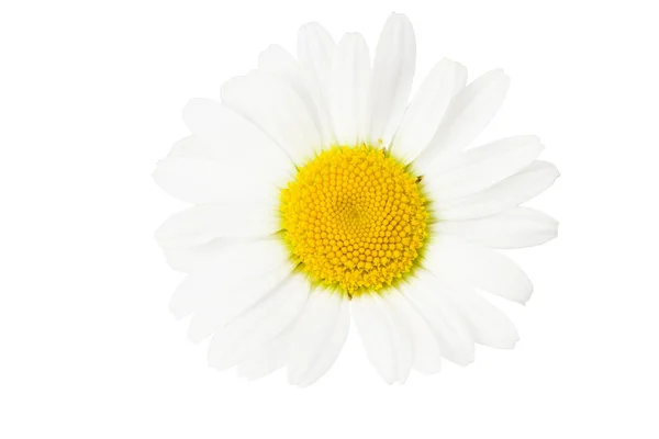 Camomila Isolada Sobre Fundo Branco Flor Margarida — Fotografia de Stock