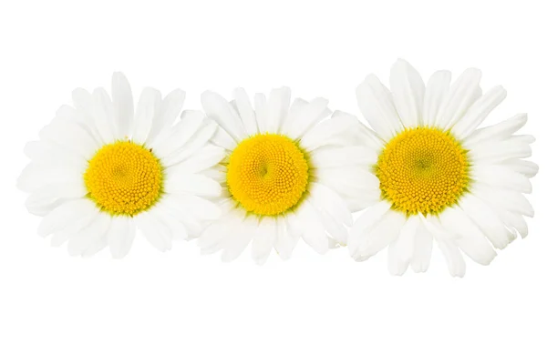 Camomila Isolada Sobre Fundo Branco Flor Margarida — Fotografia de Stock