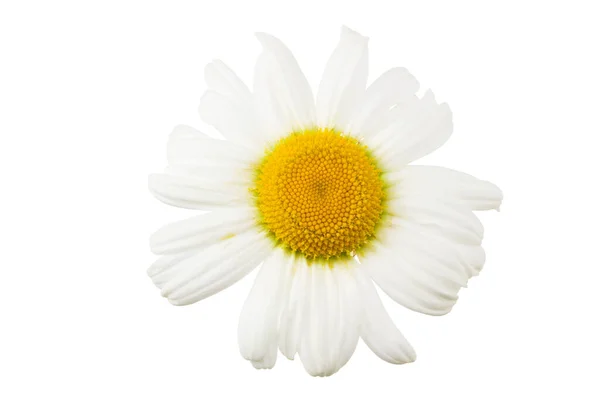 Camomille Isolée Sur Fond Blanc Fleur Marguerite Vue Dessus — Photo