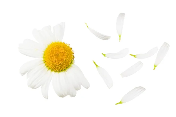 Camomilla Isolata Fondo Bianco Fiore Margherita Vista Dall Alto — Foto Stock