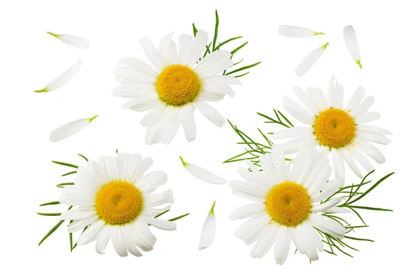 Χαμομήλι Πράσινα Φύλλα Που Απομονώνονται Λευκό Φόντο Λουλούδι Μαργαρίτα Άνω — Φωτογραφία Αρχείου