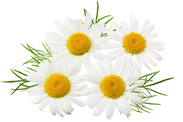 ромашка с зелеными листьями изолированы на белом фоне. цветок ромашки.