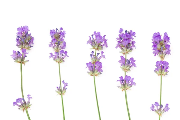 배경에는 라벤더 꽃들이 고립되어 있습니다 — 스톡 사진