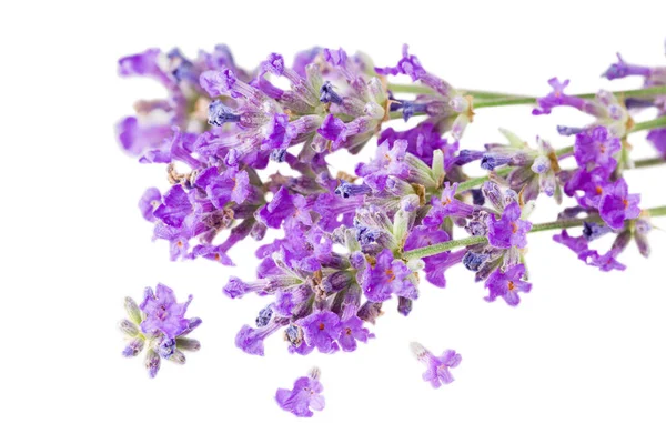 Lavendel Bloemen Geïsoleerd Een Witte Achtergrond — Stockfoto