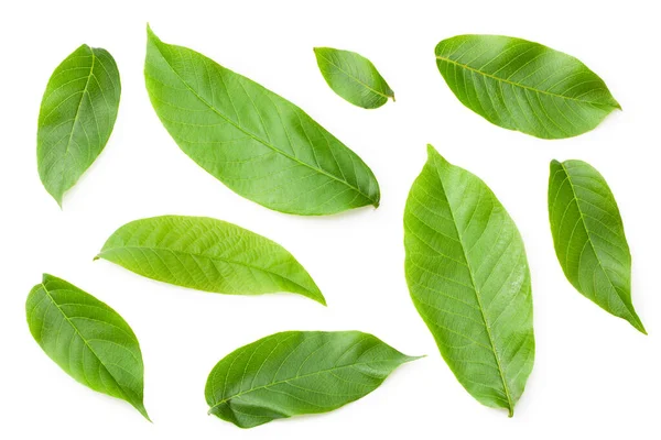 Feuilles Noix Vertes Isolées Sur Fond Blanc Vue Dessus Images De Stock Libres De Droits