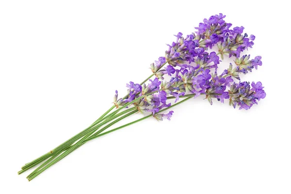 Lavendel Bloemen Geïsoleerd Een Witte Achtergrond Rechtenvrije Stockfoto's