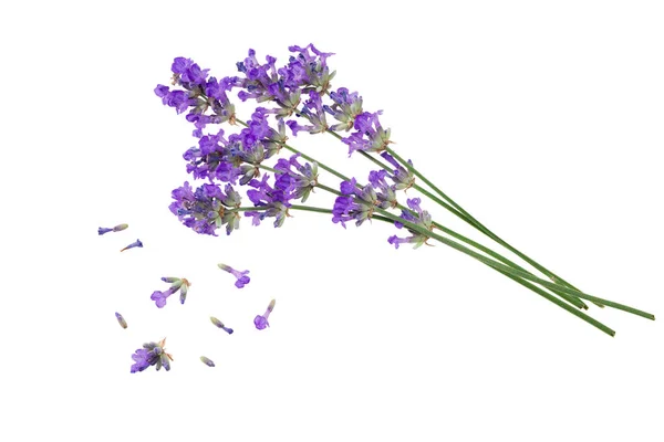 Lavendel Bloemen Geïsoleerd Een Witte Achtergrond Rechtenvrije Stockfoto's