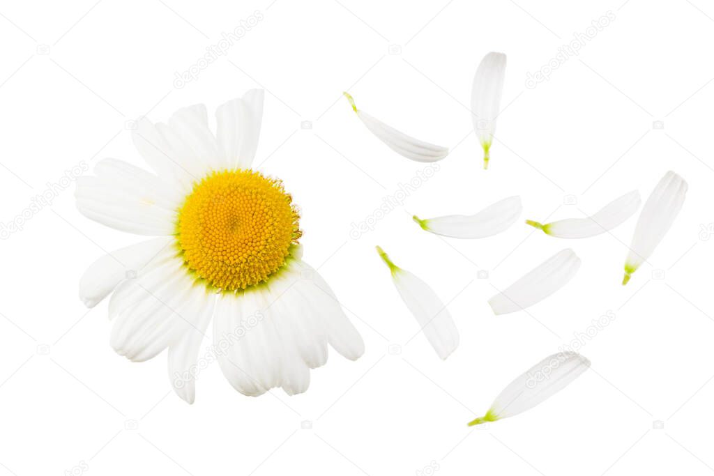 chamomile isolated on a white background. daisy flower. Top view