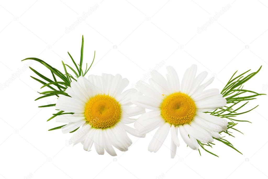 chamomile with green leaves isolated on a white background. daisy flower.
