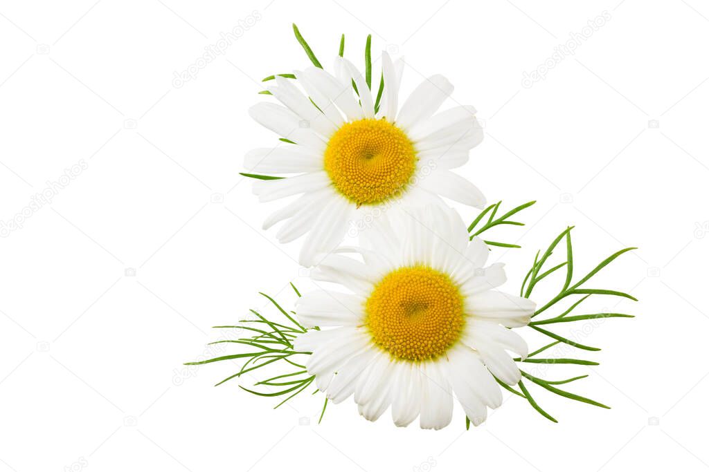 chamomile with green leaves isolated on a white background. daisy flower.