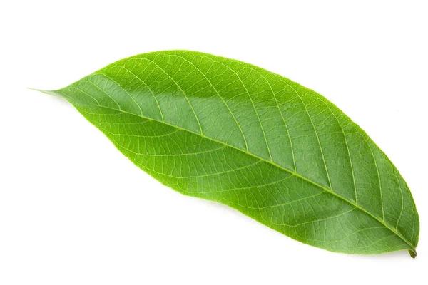 Citrus Leaves Isolated White Background — Stock Photo, Image