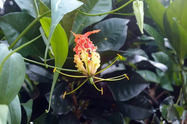 Fleur Lumineuse Tropicale Attire Par Couleur Seuls Les Insectes Pour — Photo