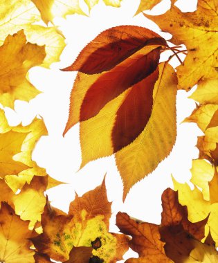 Beyaz arkaplanda sonbahar yaprakları
