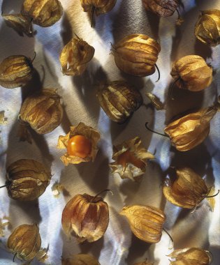 Physalis çilek beyaz arka plan üzerinde